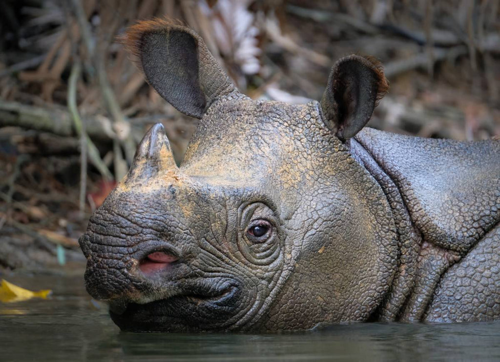 Javan rhinoceros | Population, Habitat, & Facts – Rhove